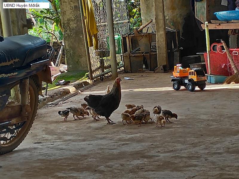 UBND Huyện Mđrắk