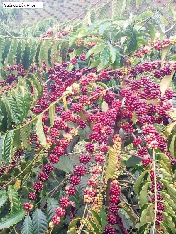 Suối đá Đắk Phơi